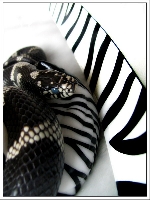 zebra style
