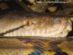 Python reticulatus Java