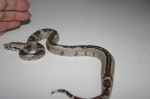 Boa constrictor stripped