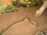 Python molurus bivittatus самка