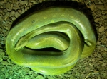 Python molurus bivittatus green