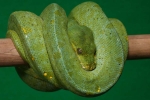 M.viridis Jayapura