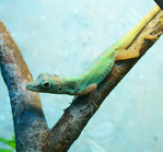 самец Anolis roquet summus