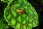 lepanthes крупнее