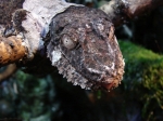 Uroplatus henkeli