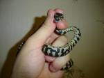 Morelia spilota cheynei