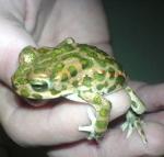bufo