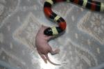 Lampropeltis triangulum campbelli3