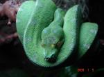 M. viridis male 4`
