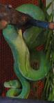 Зеленый питон Chondropython (Morelia) viridis1
