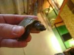Carettochelys insculpta