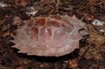 Heosemys spinosa