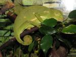 Chamaeleo quilensis