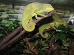 Chamaeleo quilensis
