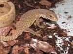 Varanus exanthematicus