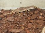 Varanus exanthematicus