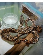 Садовый удав - самец