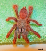 Tapinauchenius gigas паук