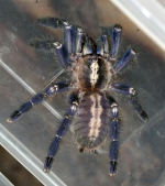 Poecilotheria metallica