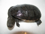 Macrochelodina siebenrocki
