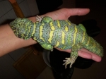 Uromastyx ornata