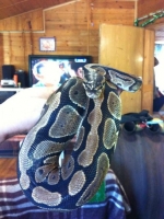 Королевский питон (2)