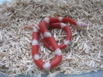 Молочная змея (Lampropeltis triangulum)
