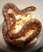 Lampropeltis getulus  brooksi “whate sided “