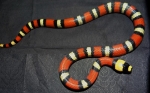 Lampropeltis triangulum hondurensis “ tricolor”