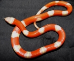 Lampropeltis triangulum nelsoni “albino”