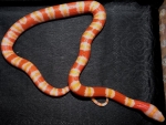 Lampropeltis triangulum hondurensis 