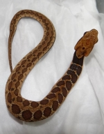 Macropisthodon rudis