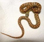 Lampropeltis getulus brooksi  hypomelanist