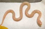 Lampropeltis getulus hoolbruki albino