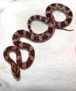 Pantherophis guttata 