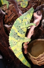 Chamaeleo melleri