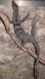 Varanus rudicollis