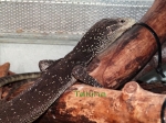 Varanus beccarii