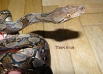 Python reticulatus