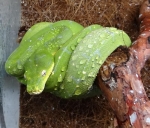 Morelia viridis